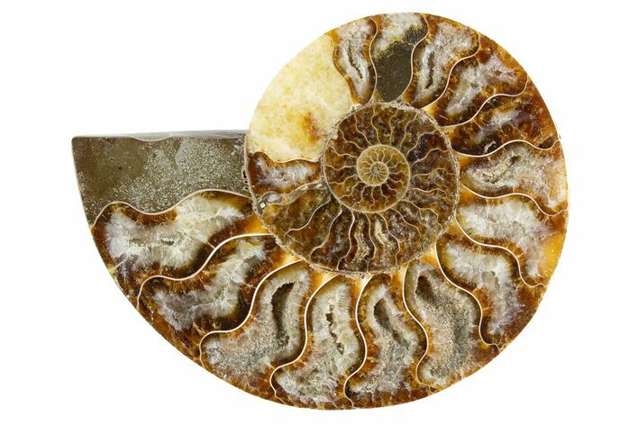 Cut & Polished Ammonite Fossil (Half) - Madagascar #345982